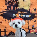 밀리아 펫살롱 이미지