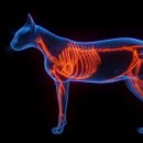 그레이스 고양이 심장&치과병원 이미지