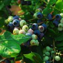 마실휴양농원 이미지