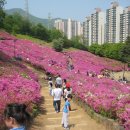 철쭉동산 이미지