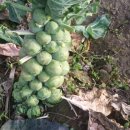 월광농원 이미지