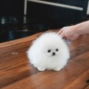 퍼피빈 이미지