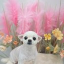 폼#반려견미용실 이미지