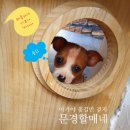 강쥐엄마네 이미지