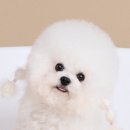베비댕 이미지