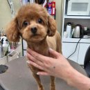 축복 펫살롱 이미지