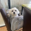[리뷰] 꽃동산처럼 예쁜 비빔밥이 있는 서귀포맛집 머체왓식당 방문후기