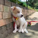 고양시 동물보호센터 이미지