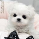 이쁜강아지 이미지