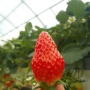 다희농장 이미지