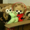 귀여운 강아지 이미지