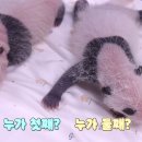 판다27 이미지