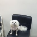 베콩스 | 소중한 강아지 믿고 맡길 수 있는 제주도애견호텔에 방문 했던 후기 😁