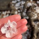 꽃사슴슈퍼 이미지