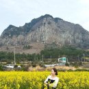 산방산의봄 | 제주도 산방산 유채꽃 명소 추천 봄 제주 필수코스 노란 꽃밭 감성 여행 후기