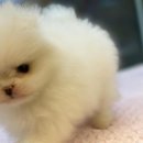 나라애견본점 이미지