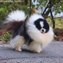 White Pom Pom 이미지