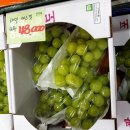 총각네수지