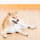 강아지 꼬순내 이미지