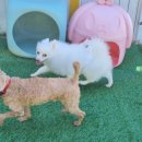 호텔 독스 이미지