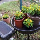 지우네 농장 이미지