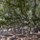 나무 한그루의 그늘이 천 평이 넘는다는 커다란 반얀 트리-라하이나 반얀트리 파크/하와이 여행42 이미지