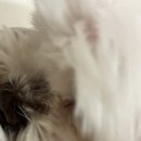 멍냥밥상 | 강아지 화식사료 추천 <멍냥밥상연구소 멍이밥상플러스 > 일주일 급여 후기