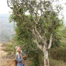 차나무농산 이미지