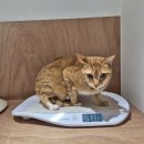 25시 종합동물병원 | 철산 동물병원) 고양이 "새롬" 건강검진 후기 (만성췌장염, 기관지염, pro-BNP 상승)