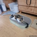 올리브 펫 | 고양이스크래처 생각보다커서안정적인 세인트펫 올리브커버 1단 사용후기