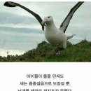 알바트로스 이미지