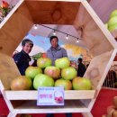 제15회 청송사과축제 이미지