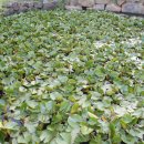 제주수월이 이미지