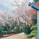 읍사무소뒤관사앞 | 부산 남천동 벚꽃 명소 | 도모헌 서포터즈 방문기 &amp; 동양사라다 빵집 후기