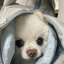 까까줄개 | 은평구강아지간식 [멍멍까까 반려견수제간식점] 믿고 먹일 수 있는 간식 추천후기