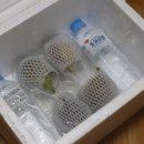 탐스런 | GPA인증 홍무화과✧탐스런식탁 홍무화과 후기