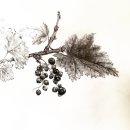 당신의 꽃그림 보테니컬 아트 이미지