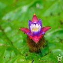 선교장 앞 이미지