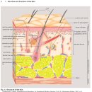 Subcutaneous fat tissue. 근막이완 이해를 위한 과정 이미지
