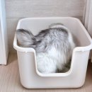 장보는강아지와 고양이 성성점 | 고양이 유산균 무른 변 때문에 챙긴 댕냥튼튼 액상 유산균 급여 후기