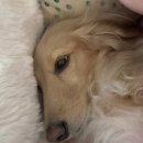 에이플러스 | 강아지 드라이기 추천 (4년 사용 후기, 에이플러스 드라이기)