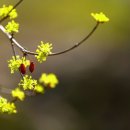 꽃이필무렵 이미지