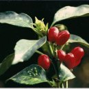 천과나무 이미지