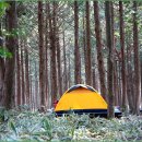 편백나무숲 캠핑(제주) 이미지