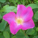 ROSA 이미지