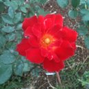 샤론의꽃 이미지