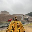 황금호박 티스토리