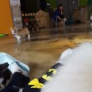 보니또펫 이미지