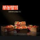 딸기밭 부농 이미지