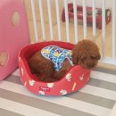 개똥이와냐옹이 이미지